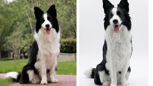 Border Collie photo beside its photorealistic custom 3D figurine, showing true-to-life likeness versus a stylized look
