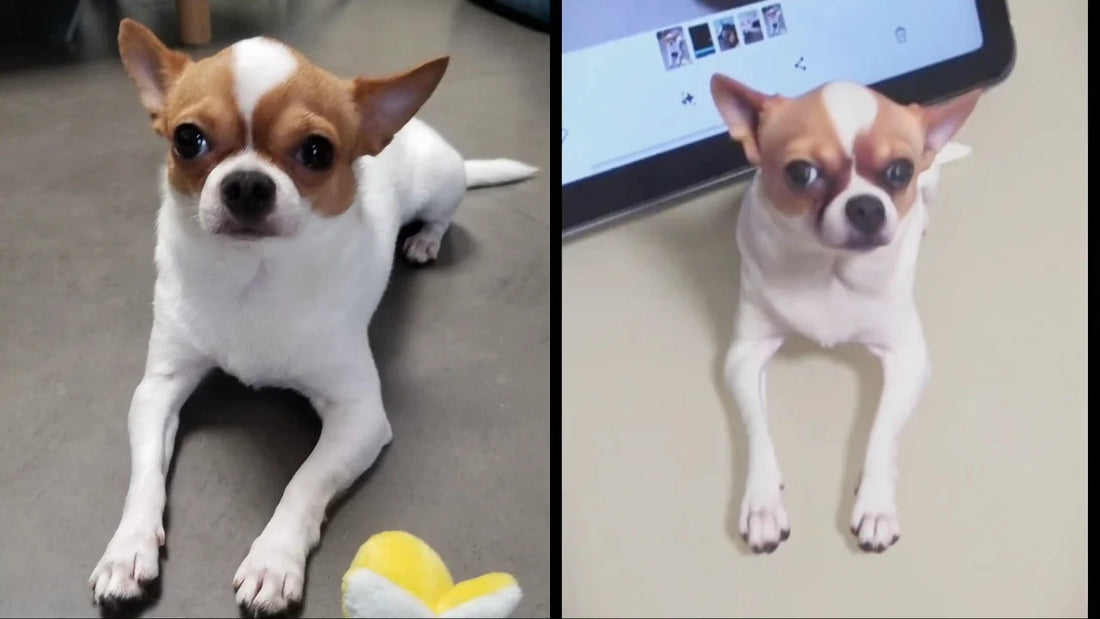 Real customer dog photo vs custom 3D dog figurine comparison, showing coat and fur detail